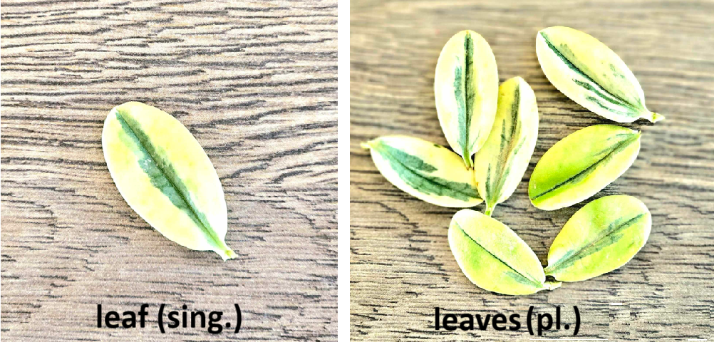 A leaf and multiple leaves showing difference between singular and plural; boosting IELTS Listening score, effective listening. 